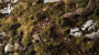 Gamers Grass: Dark Green Shrubs